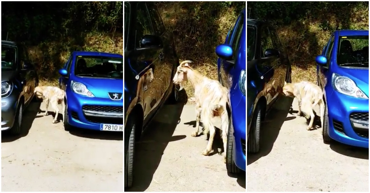 Nunca levar um carro a espelhar onde andem por perto cabras... furiosas!
