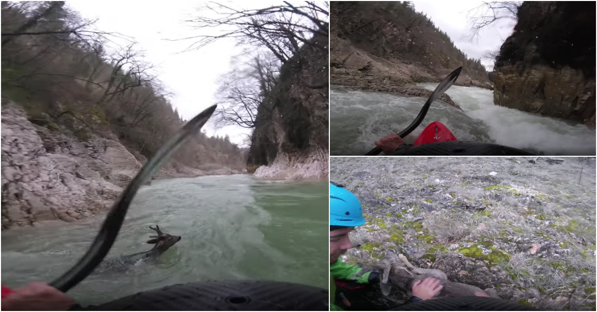 Homem de caiaque resgata veado da forte corrente de um rio em Itália