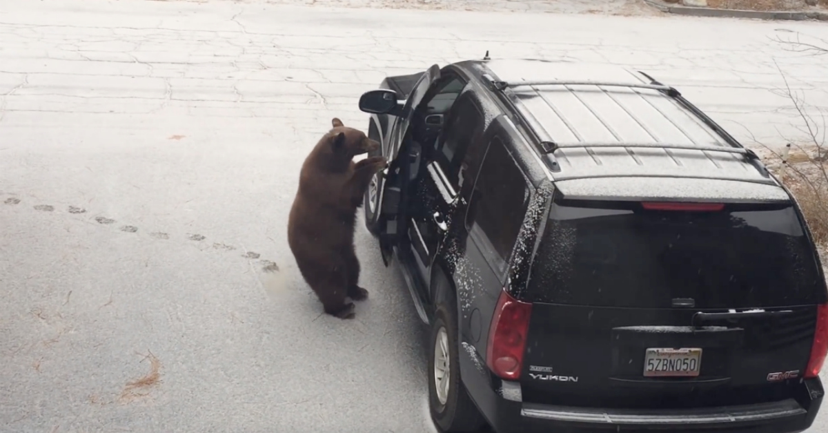 Urso abre a porta de carro e senta-se ao volante como se fosse seu