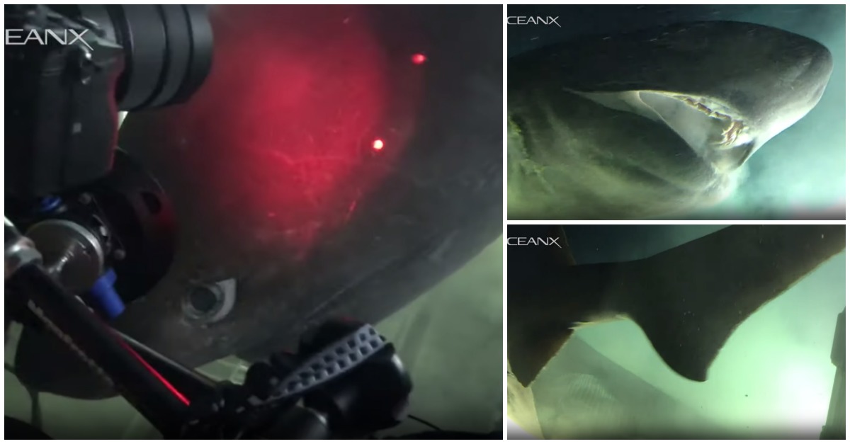 Tripulantes de submarino filmam tubarão GIGANTE que ficou olhos nos olhos com eles!