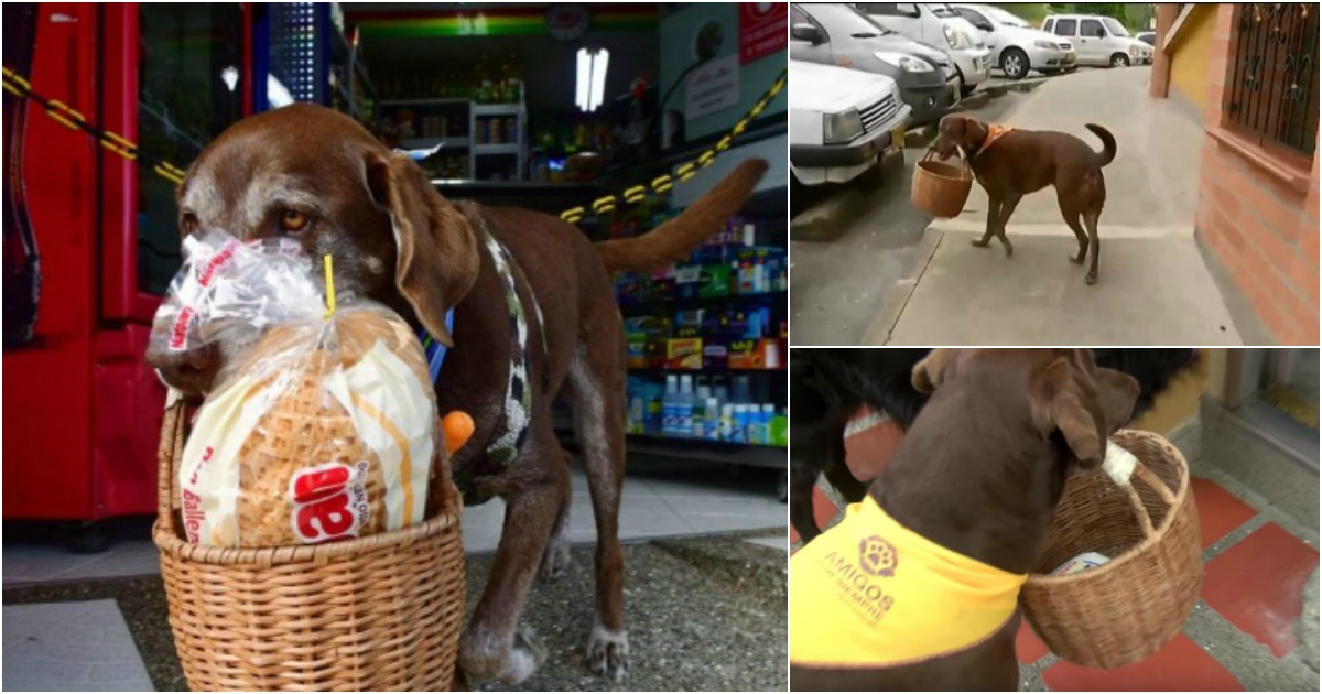 Cão que faz entregas ao domicílio em tempo de pandemia é herói na Colômbia
