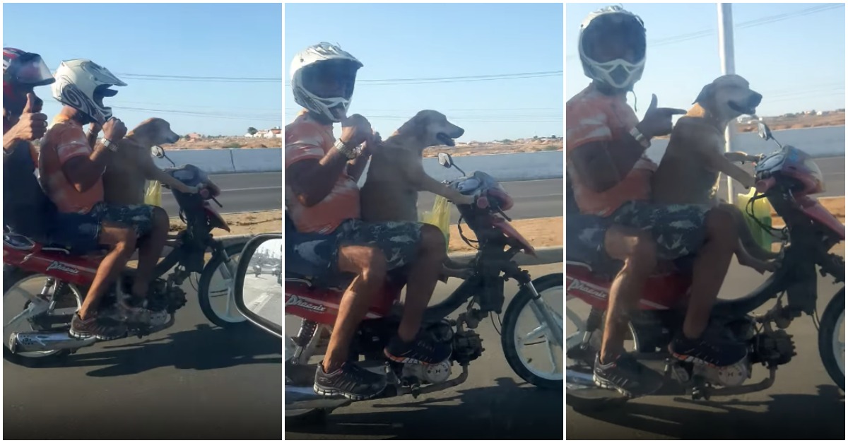 Automobilista filma cão a dar boleia de mota a dois humanos