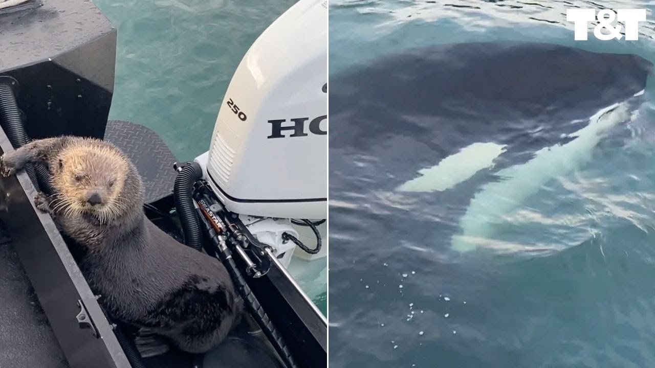 Lontra em desespero invade barco para se salvar de uma orca que a perseguia