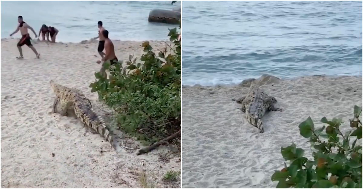 Crocodilo faz visita a turistas em praia de uma reserva natural