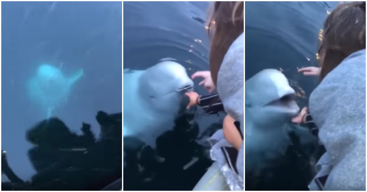 Baleia russa devolve telemóvel que caiu à água a uma mulher