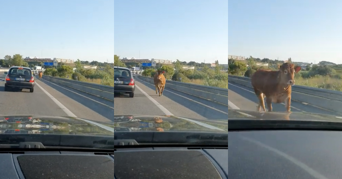 Vaca à solta surpreende condutores na A19 em Leiria