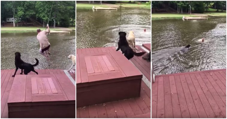 Cão entra em pânico ao ver o seu dono cair na água
