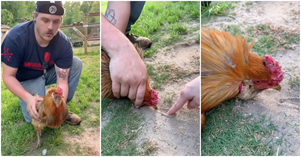 O que nunca se deve fazer ao hipnotizar uma galinha
