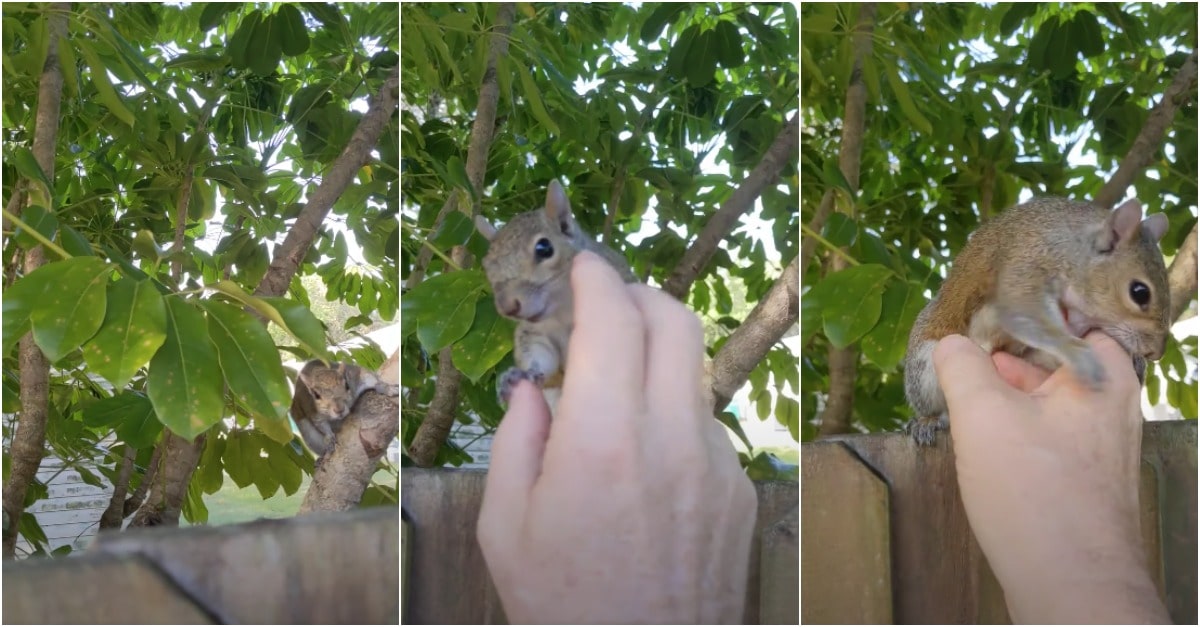 Esquilo visita homem que o salvou