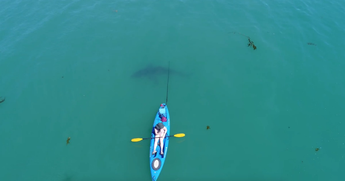 Tubarão branco nada ao redor de caiaque... perto de zona onde ocorreu ataque mortal