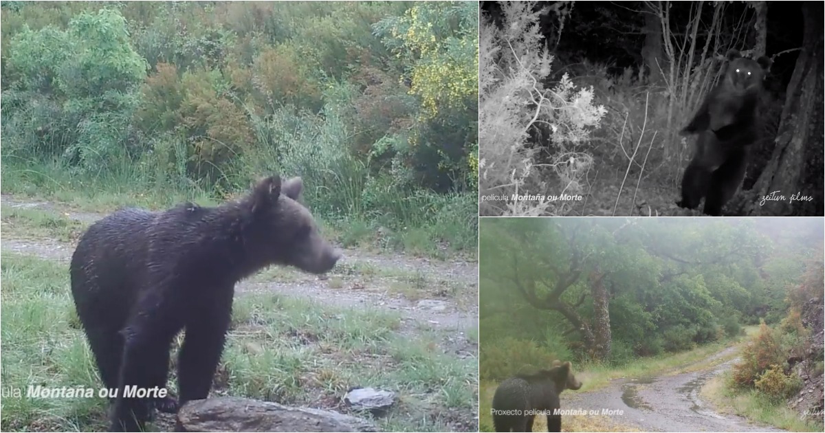 Urso pardo filmado pela primeira vez na Galiza em 150 anos
