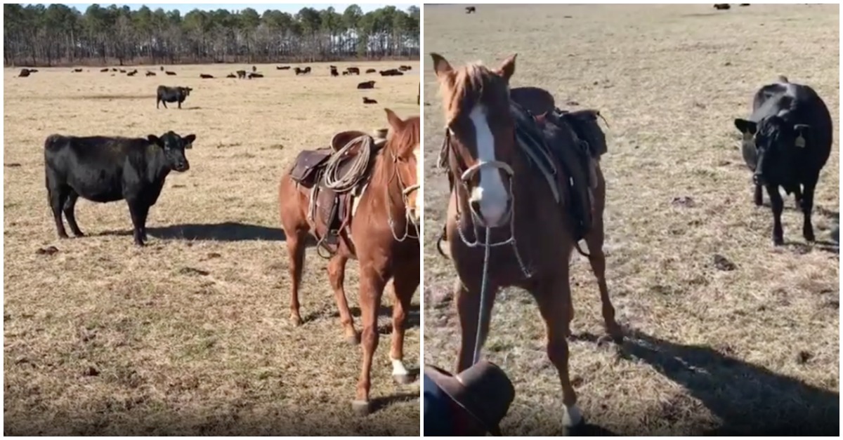 Cavalo não deixa que vaca ataque dono enquanto este trata da sua cria