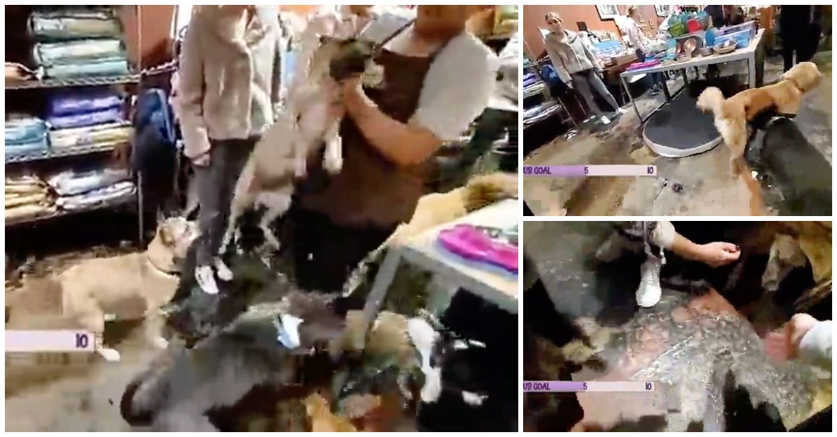 Funcionária de loja de animais é demitida depois de atirar com violência cão ao chão
