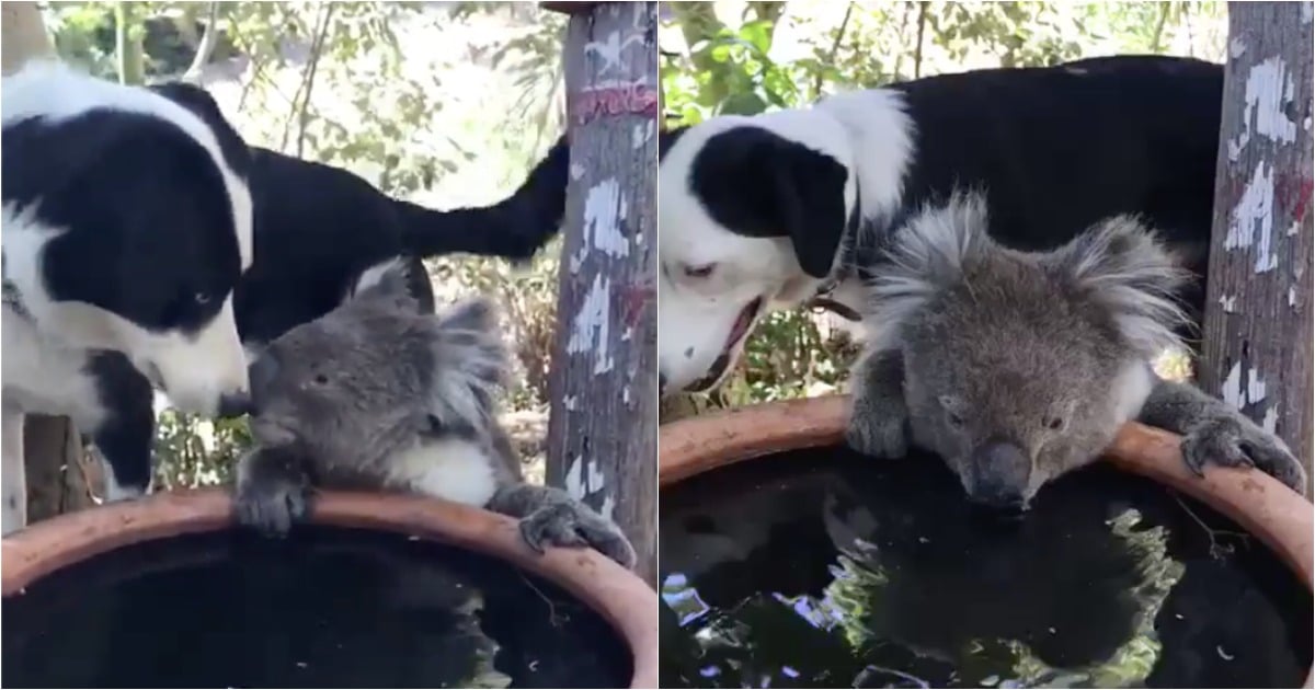 Cão partilha água com coala sedento na Austrália