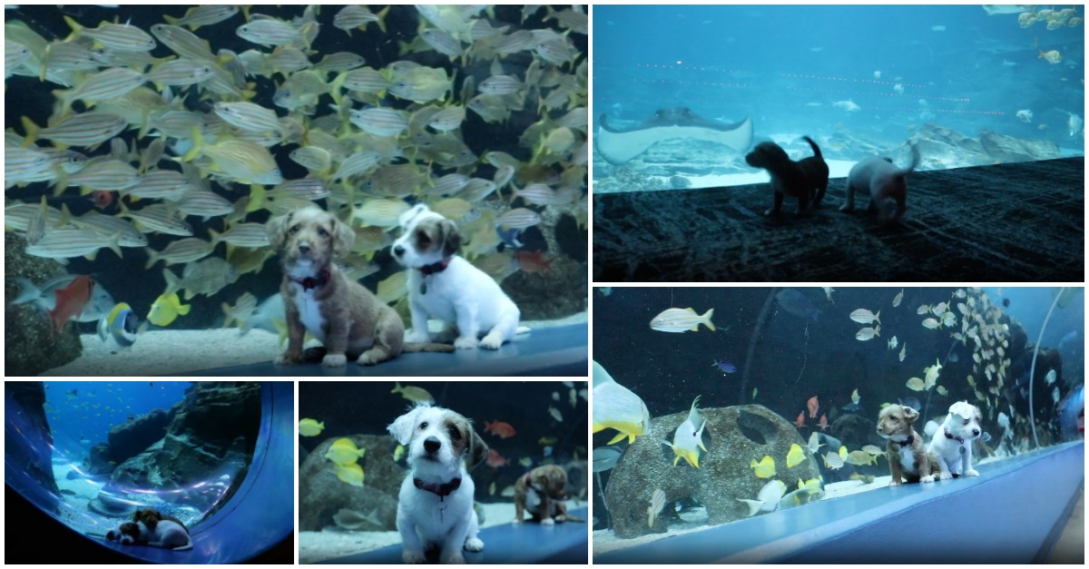 Dois cães visitam um oceanário fechado e o momento está a derreter a Internet