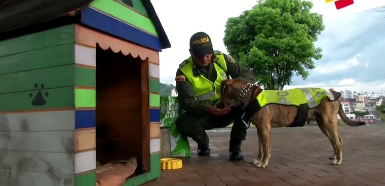 Polícia adopta 35 cães abandonados em Pereira, na Colômbia