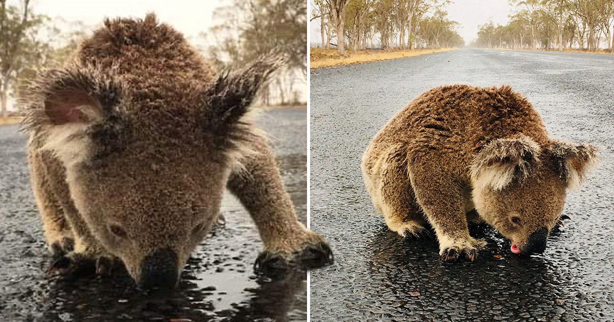 Coala sedento bebe água do asfalto após chegada das primeiras chuvas na Austrália