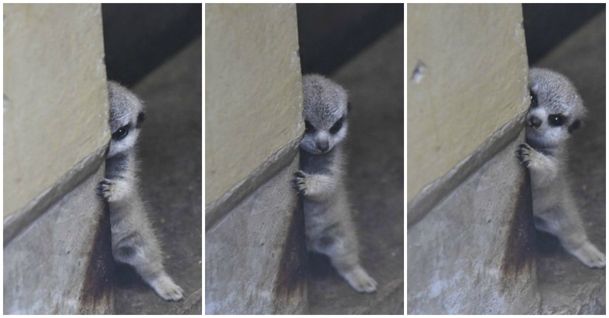 Fotógrafo capta um filhote de suricato tímido e a sua família e o momento está a encantar os internautas