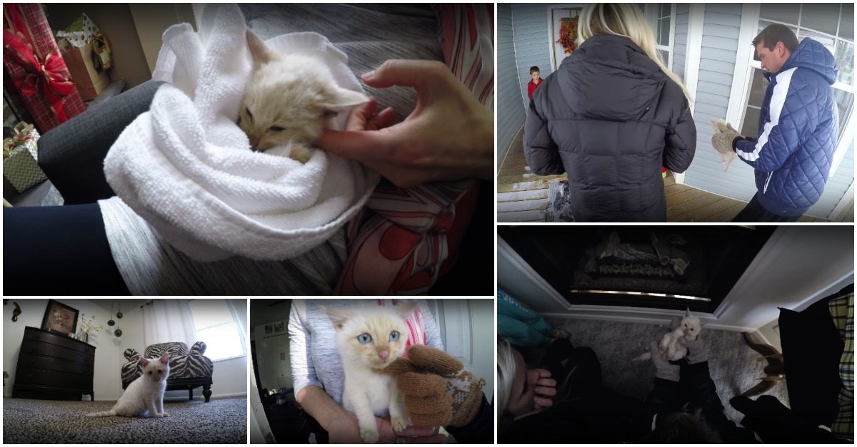 Família encontra gatinho congelado mas com manobras de reanimação consegue dar-lhe uma nova vida