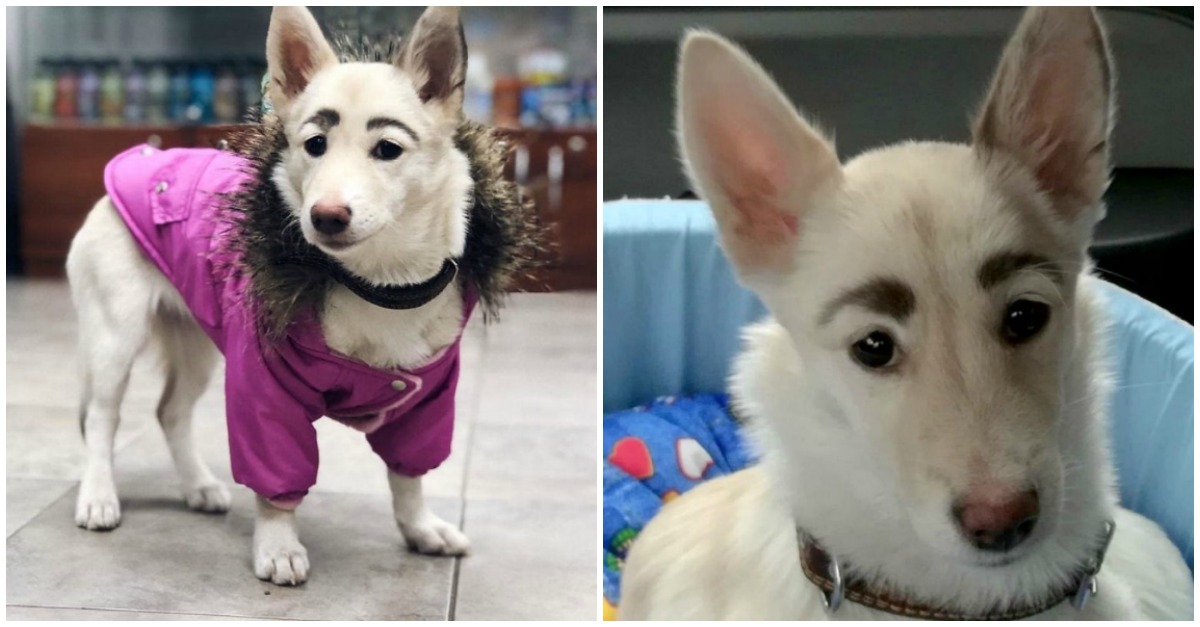 Cadela rejeitada por ter sobrancelhas faz furor na Internet e acaba por ser adotada