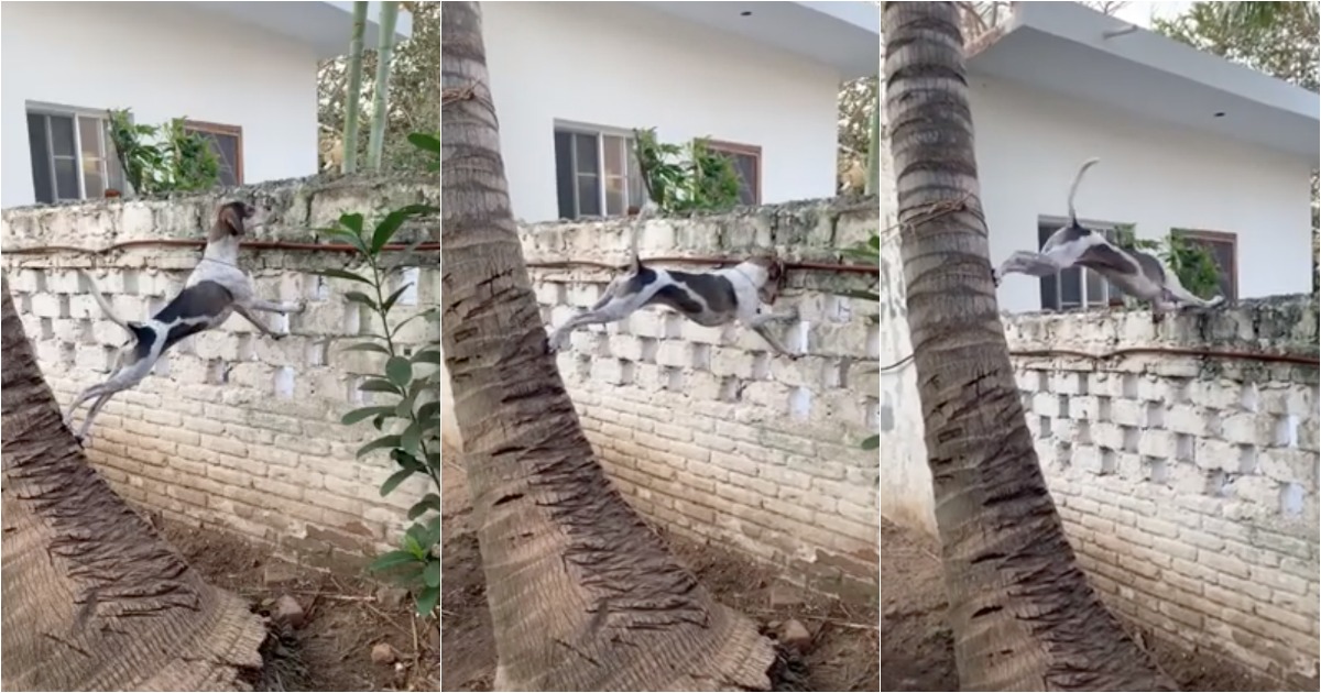 Cão extremamente cusco usa método ninja para espiar o vizinho