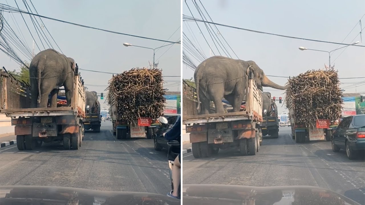 Elefantes comem cana de açúcar de camião parado ao lado num cruzamento