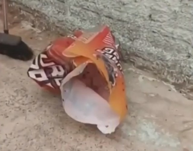Cães são encontrados mortos dentro de sacos de ração