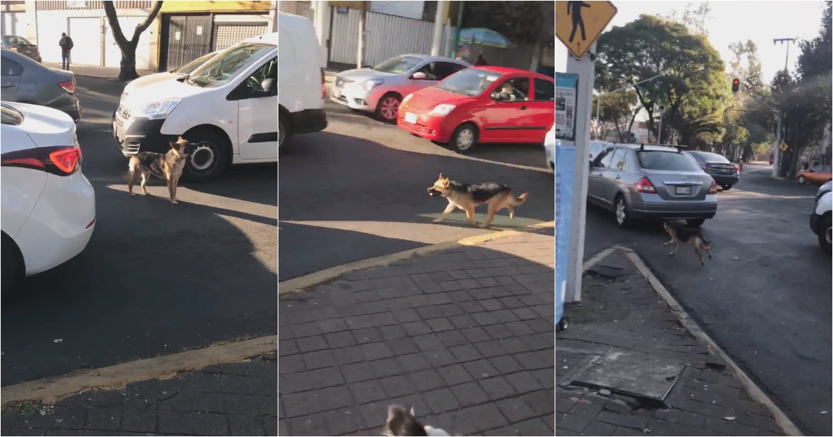 Cão é filmado a correr atrás do carro da dona após ser abandonado