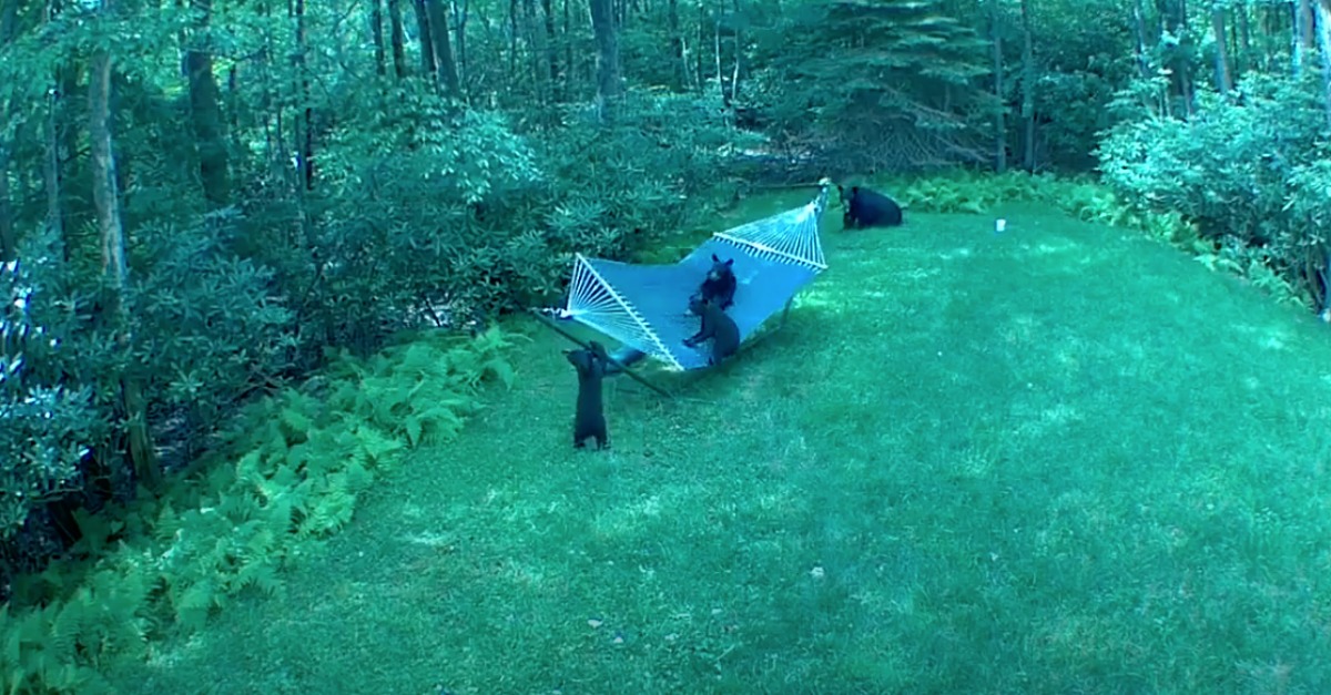 Mãe ursa leva crias para o quintal de uma casa para brincarem numa rede