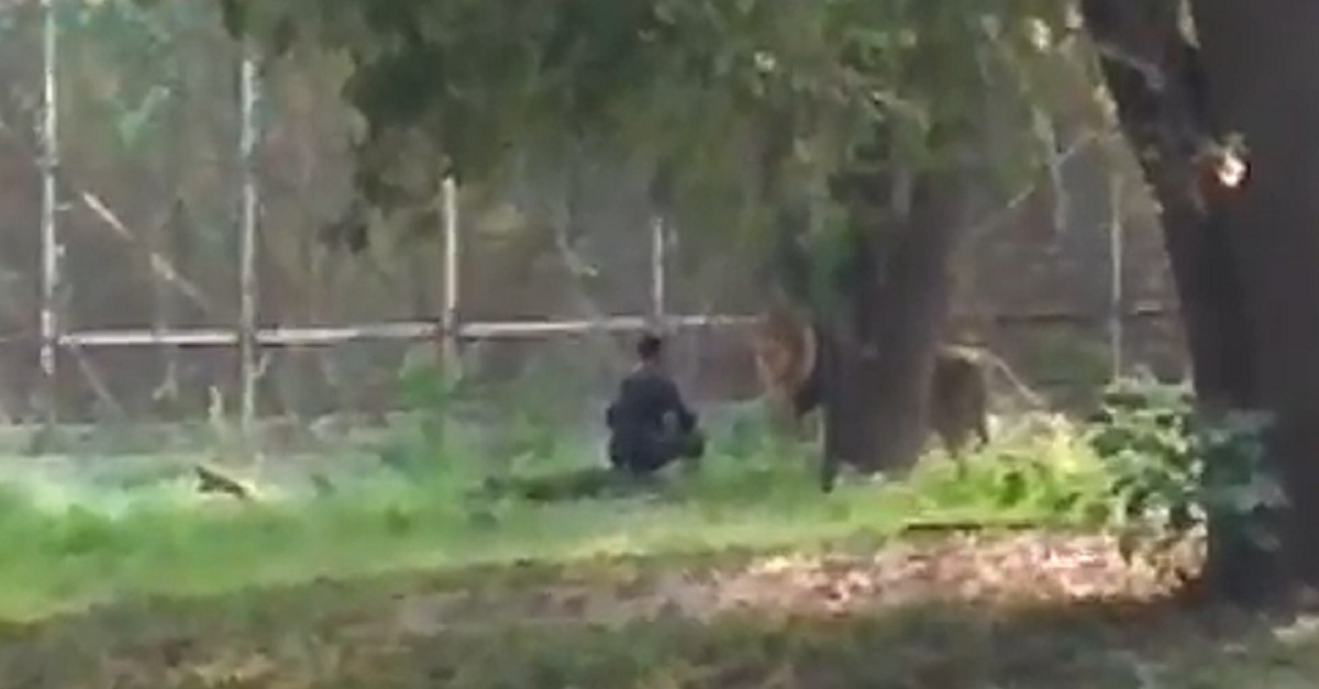 Indiano perturbado fica cara a cara com leão em jardim zoológico
