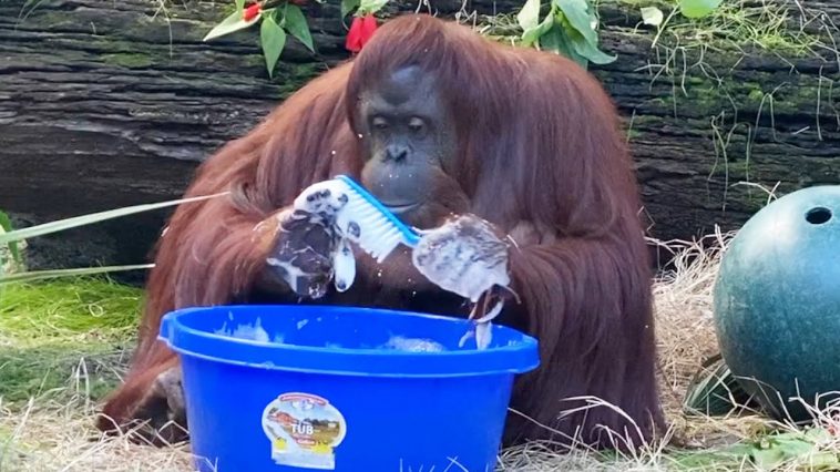 Sandra é um orangotango que aprendeu a lavar as mãos e fá-lo melhor que tu
