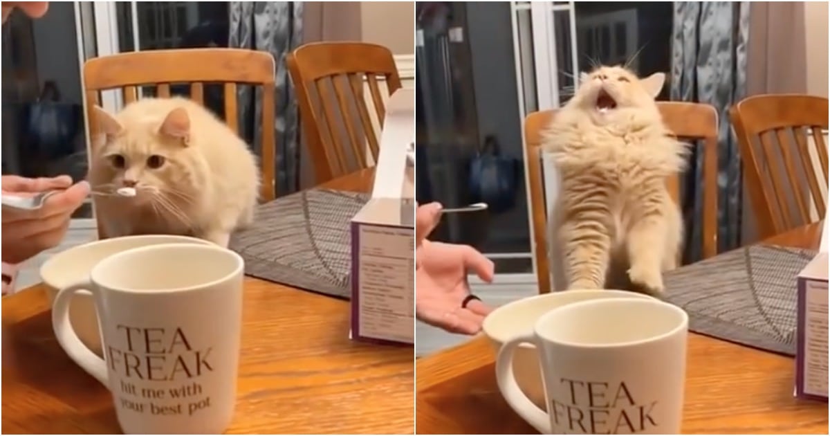 A reação de um gato ao provar gelado pela 1ª vez