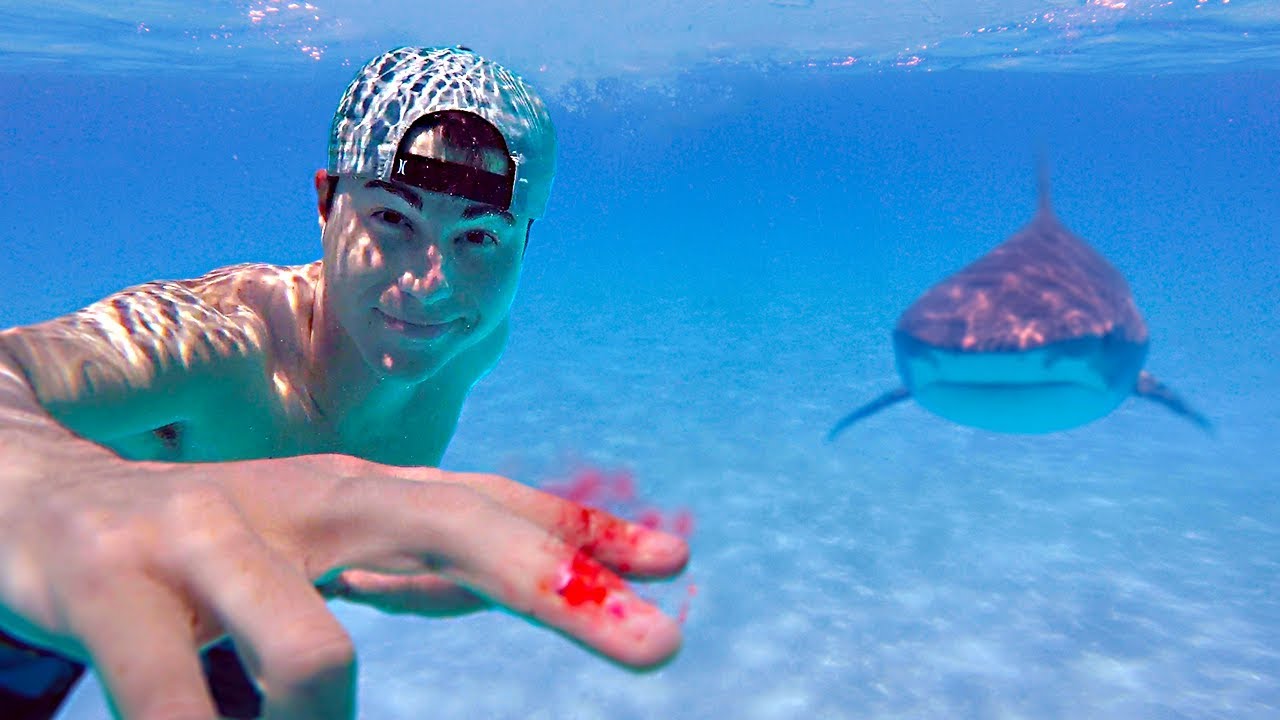 YouTuber testa se os tubarões conseguem cheirar uma gota de sangue humano