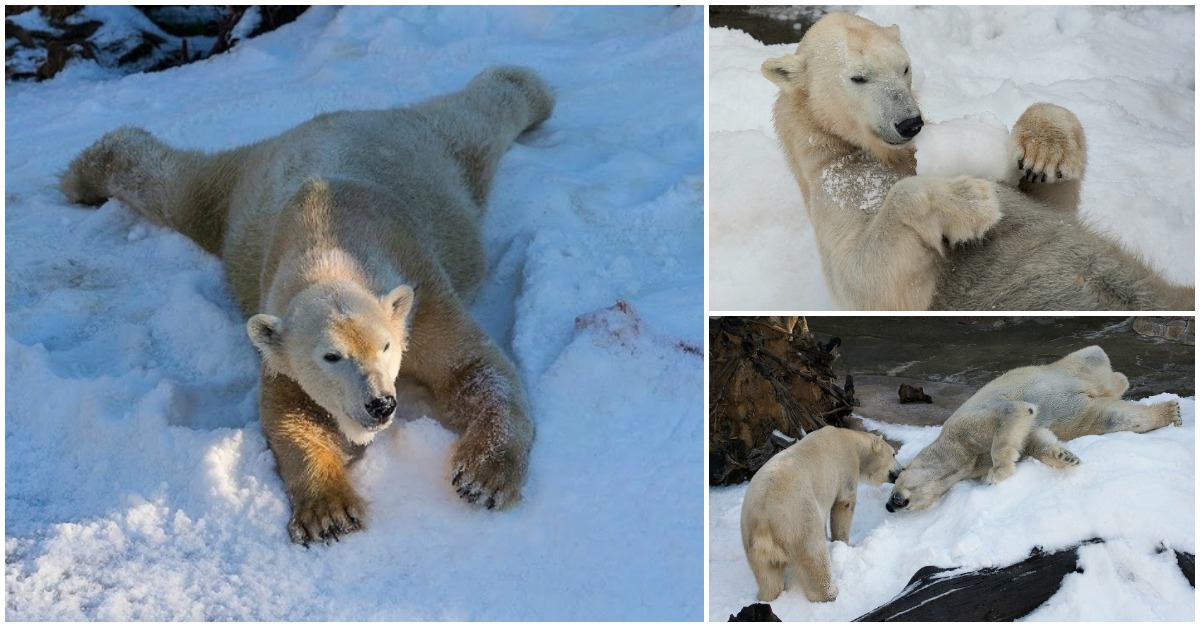 Ursos polares de um zoológico ganham um dia de neve