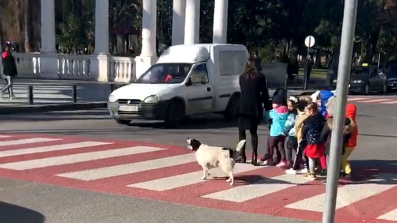 Cão vadio torna-se viral após ajudar crianças a atravessar a passadeira