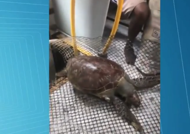 Homem é apanhado com tartaruga morta dentro de autocarro