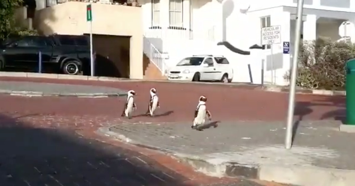 Pinguins aproveitam isolamento dos humanos para passear nas ruas da África do Sul
