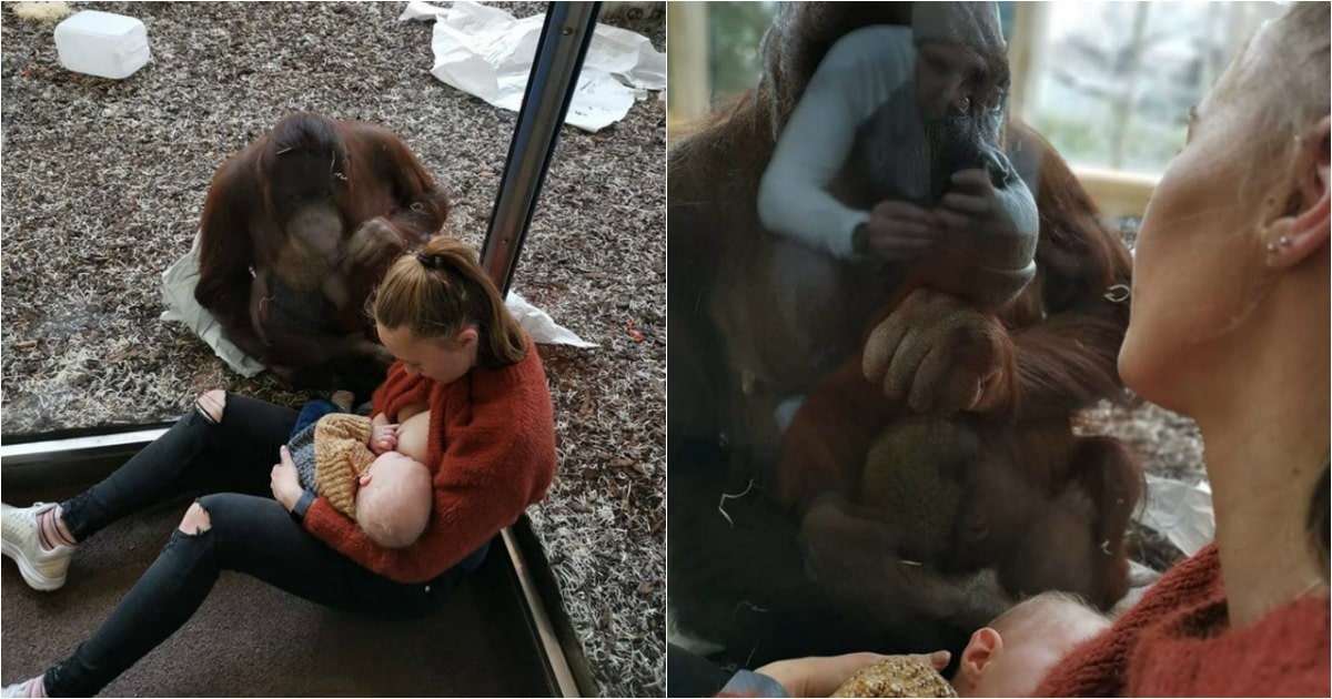 Orangotango que perdeu cria fica encantada com mãe a amamentar filho