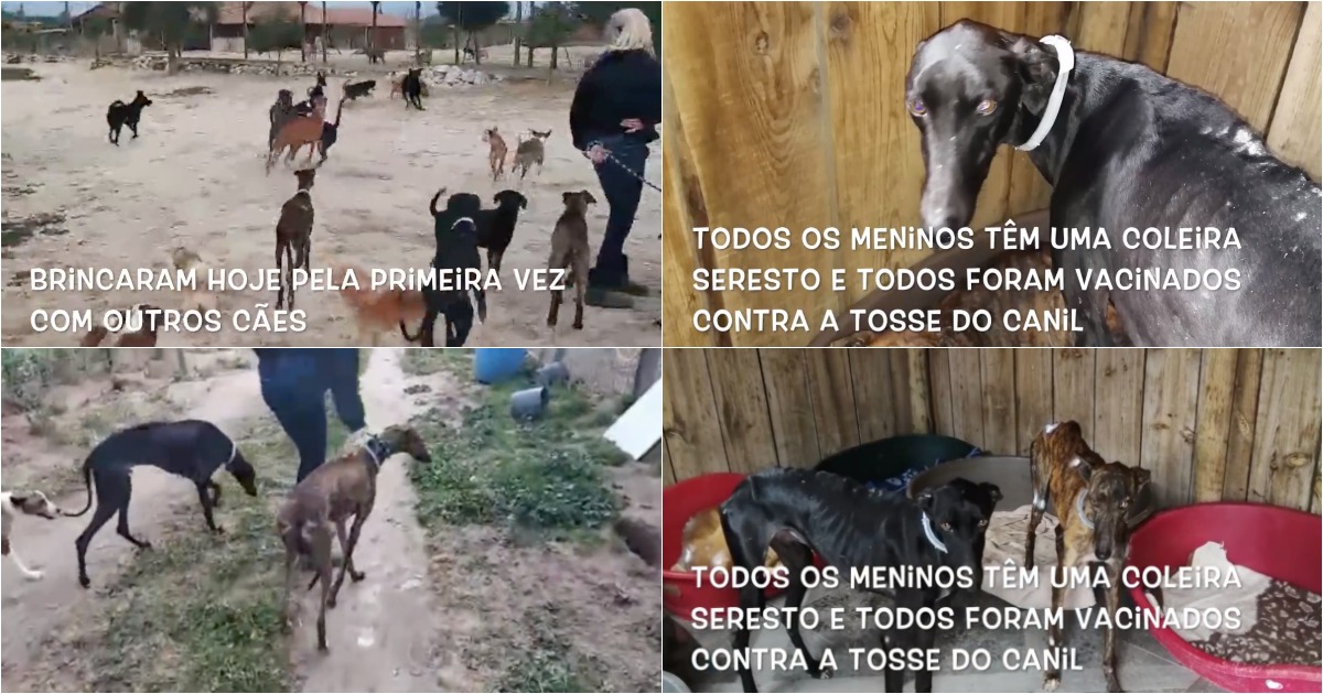 Vídeo mostra a recuperação dos galgos de João Moura