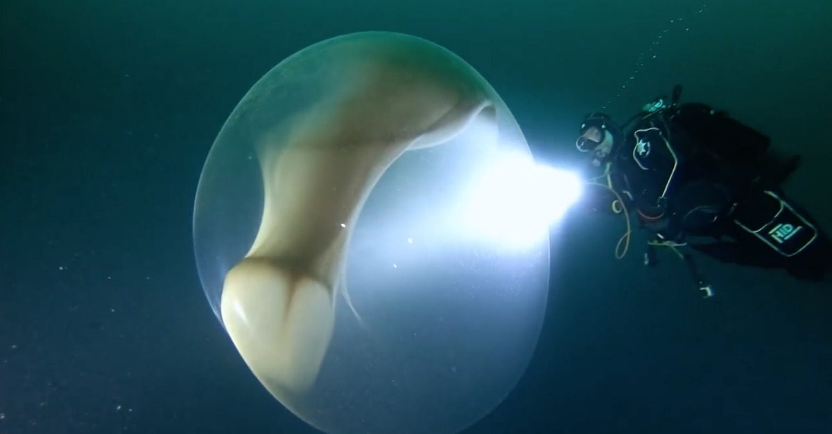 Mergulhadores inspecionam navio e encontram saco gigante de ovos de lula