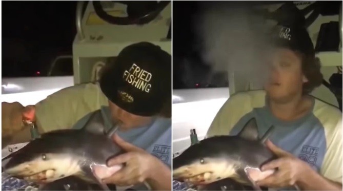 Australiano usa bebé tubarão para fumar erva