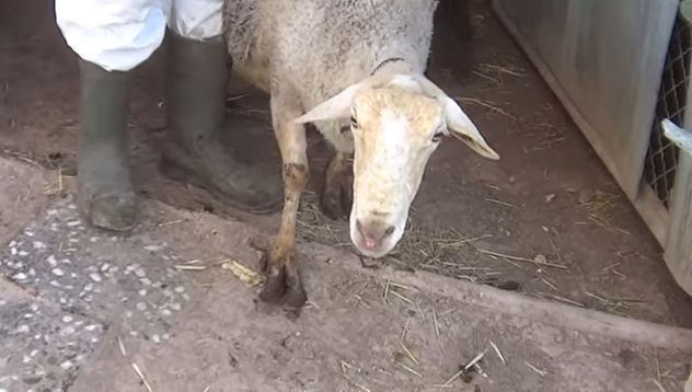 Animais são encontrados em situação precária em fazenda dos horrores