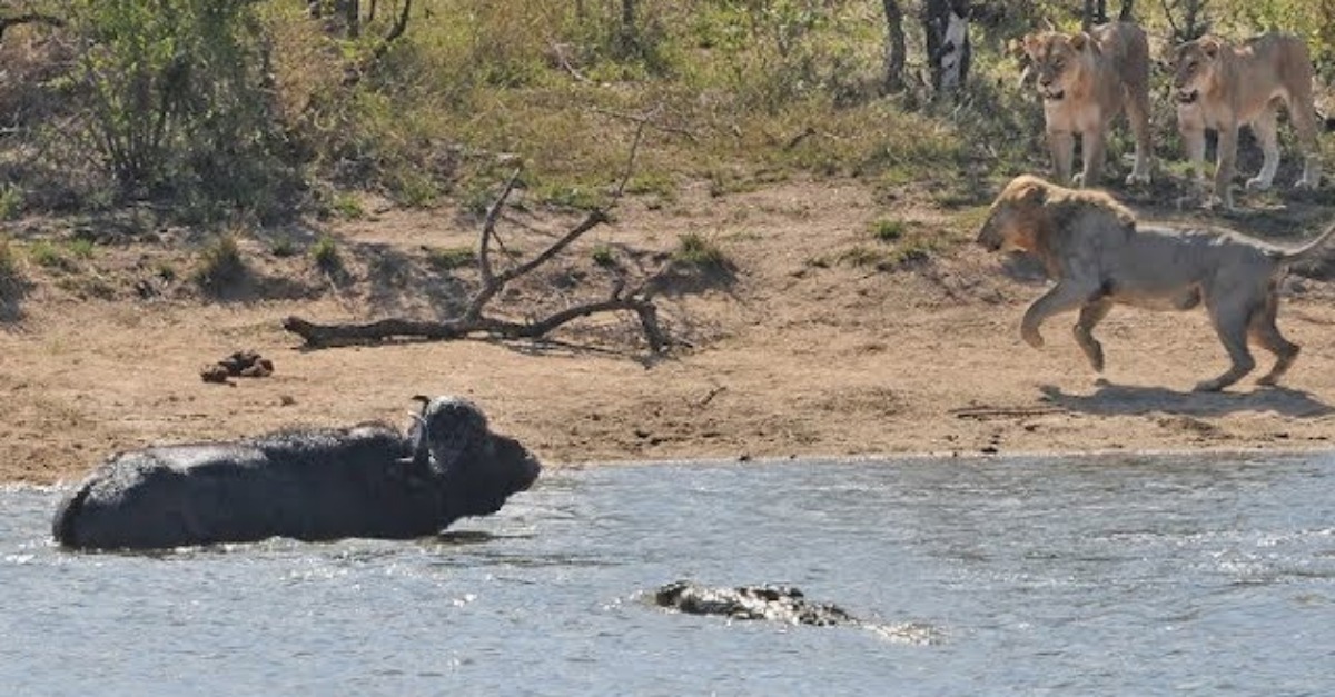 Manada resgata búfalo do ataque de leões e um crocodilo