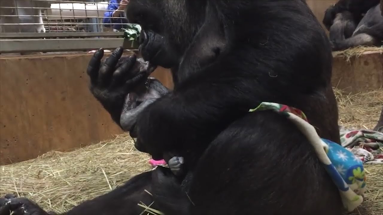 Mãe gorila dá à luz e enche o seu bebé com beijos e abraços