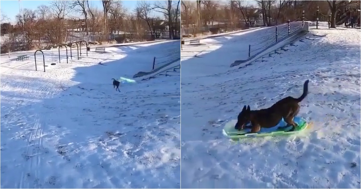 Cão habilidoso diverte-se sozinho com uma prancha na neve