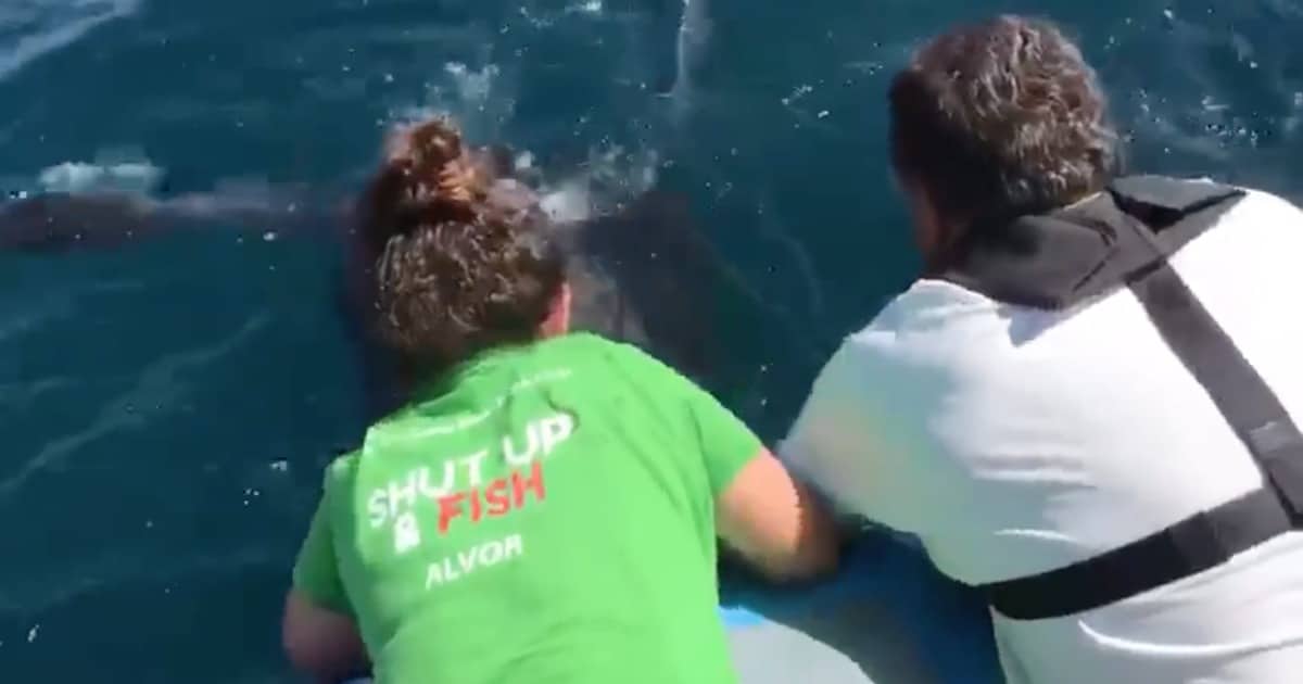 Pai e filha salvam tartaruga gigante presa em rede de pesca no Algarve