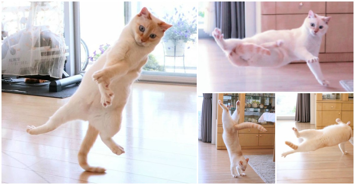 Conhece Chaco... o gato que adora dançar!