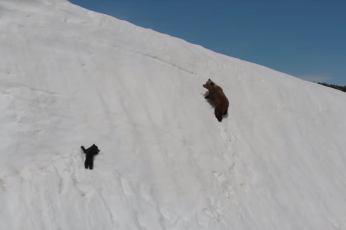Vídeo de ursos em penhasco gera debate sobre uso de drones na natureza