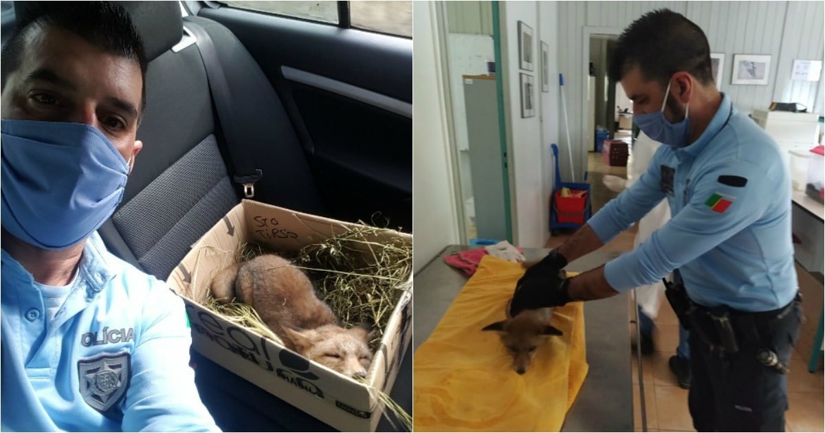 PSP resgata raposa debilitada encontrada numa rua em Santo Tirso