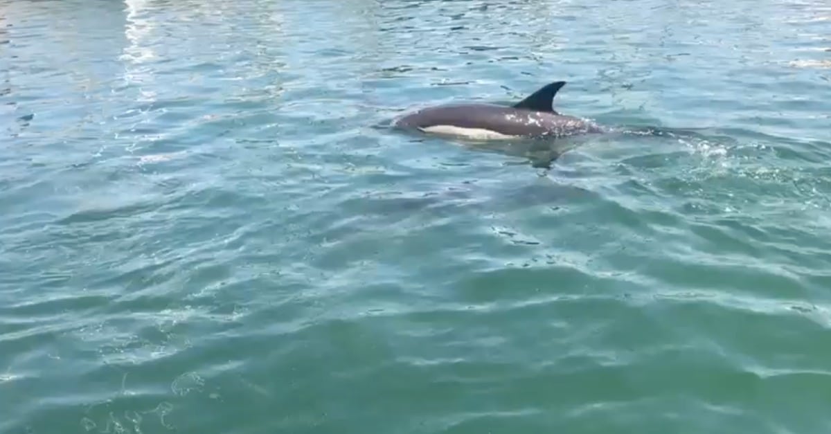 Grupo de golfinhos visita a Marina De Cascais